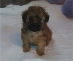 Small Photo #1 Shih-Poo Puppy For Sale in SAN ANTONIO, TX, USA