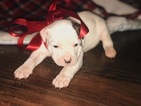 Small Photo #4 American Bulldog Puppy For Sale in BERYL, AR, USA