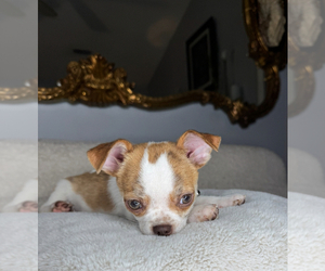 Chihuahua Puppy for sale in CHARLOTTE, NC, USA