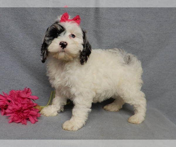 Medium Photo #2 Cockapoo (Miniature) Puppy For Sale in WOOSTER, OH, USA