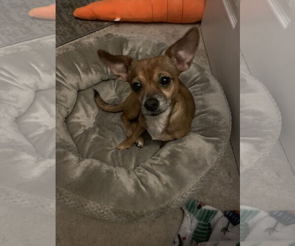 Medium Photo #6 Chihuahua-Unknown Mix Puppy For Sale in Holly Springs, NC, USA