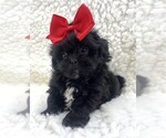 Small Photo #14 Shih Tzu Puppy For Sale in PEMBROKE PINES, FL, USA