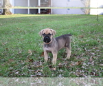 Small Photo #3 Cane Corso Puppy For Sale in CAMBY, IN, USA