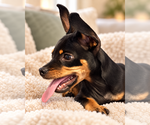 Small Photo #2 Doxie-Pin Puppy For Sale in Los Angeles, CA, USA