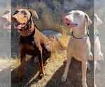 Small Photo #1 Doberman Pinscher Puppy For Sale in HESPERIA, CA, USA