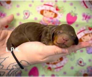 Dachshund Puppy for sale in WINNSBORO, LA, USA