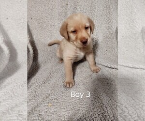 Medium Labrador Retriever