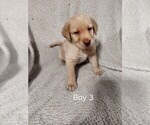 Puppy Puppy 3 Labrador Retriever