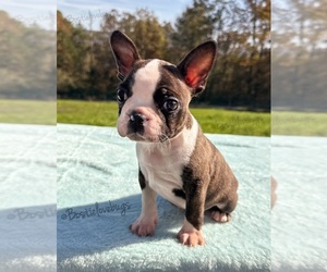 Boston Terrier Puppy for sale in ODENVILLE, AL, USA