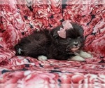 Small Photo #5 Pomeranian Puppy For Sale in QUARRYVILLE, PA, USA
