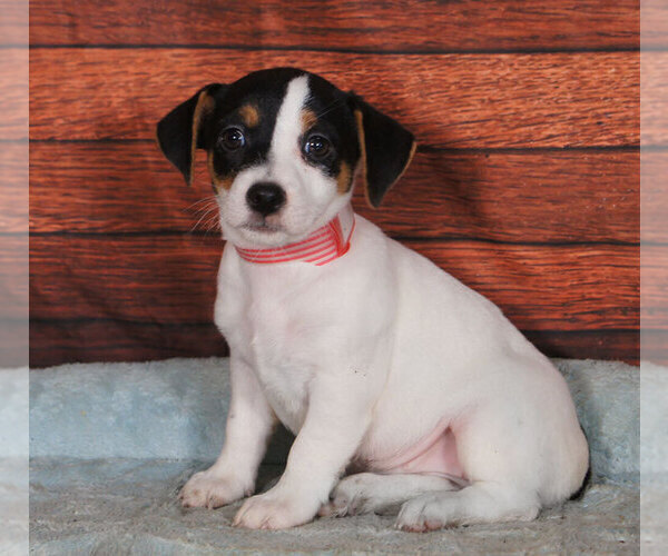 Medium Photo #1 Jack Russell Terrier Puppy For Sale in PENNS CREEK, PA, USA