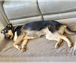 Small #1 Gerberian Shepsky