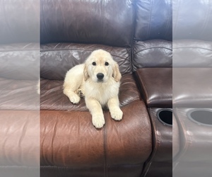 Golden Retriever Puppy for sale in SACRAMENTO, CA, USA