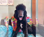 Small #3 Poodle (Standard) Mix