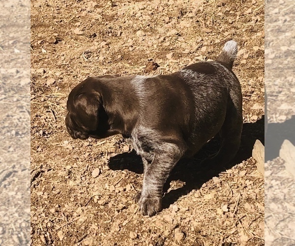 Medium Photo #18 German Shorthaired Pointer Puppy For Sale in FLORISSANT, CO, USA