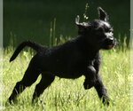 Small #6 Miniature Labradoodle