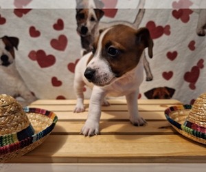 Jack Russell Terrier Litter for sale in LINCOLN, IL, USA