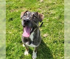 Siberian Husky-Unknown Mix Dogs for adoption in Fairfield, IL, USA