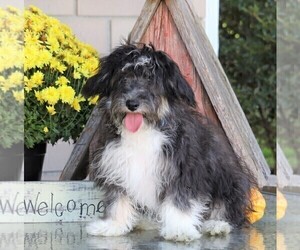 Poodle (Miniature)-Unknown Mix Puppy for sale in FREDERICKSBG, OH, USA