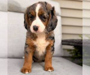 Bernedoodle (Miniature) Puppy for sale in GAP, PA, USA