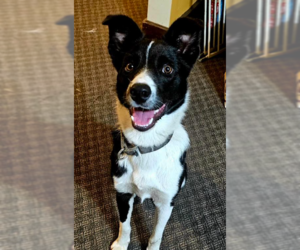 Sir Skedaddleton - Male Collie-Unknown Mix Dog for Adoption - Photo #7