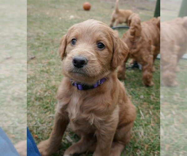 Medium Photo #1 Labradoodle Puppy For Sale in MESA, AZ, USA