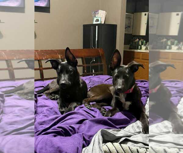 Medium Photo #2 Labrador Retriever-Unknown Mix Puppy For Sale in Palatine/Kildeer/Buffalo grove, IL, USA