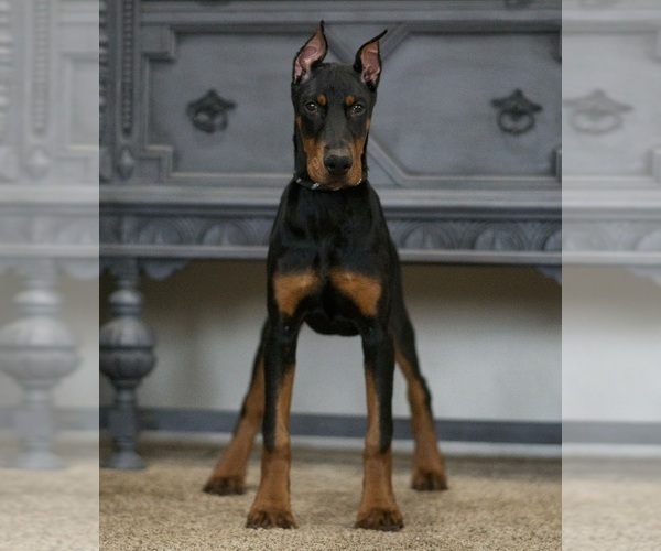 Medium Photo #2 Doberman Pinscher Puppy For Sale in WARSAW, IN, USA