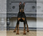Small Photo #35 Doberman Pinscher Puppy For Sale in WARSAW, IN, USA