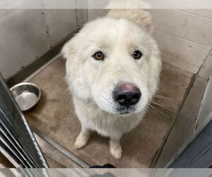 Great Pyrenees Dogs for adoption in San Bernardino, CA, USA
