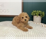 Small #11 Cavapoo