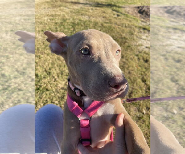 Medium Photo #19 American Staffordshire Terrier-Unknown Mix Puppy For Sale in Holly Springs, NC, USA
