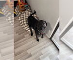 Small Labrador Retriever