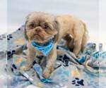 Small #3 Shih Tzu
