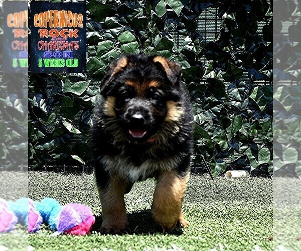 Medium Photo #3 German Shepherd Dog Puppy For Sale in MURRIETA, CA, USA