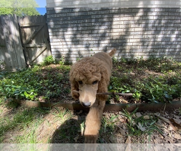 Medium Photo #2 Poodle (Standard) Puppy For Sale in KELLER, TX, USA