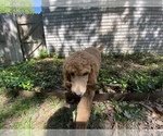 Small Photo #2 Poodle (Standard) Puppy For Sale in KELLER, TX, USA