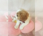 Small Photo #10 Cavapoo Puppy For Sale in AUSTIN, TX, USA