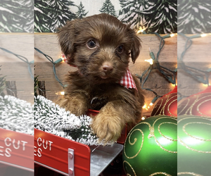 Shorkie Tzu Puppy for Sale in SELLERSBURG, Indiana USA