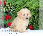 Small #1 Morkie