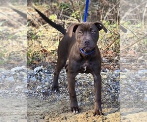 American Pit Bull Terrier-Labrador Retriever Mix Dogs for adoption in Wetumpka, AL, USA