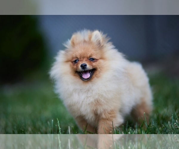 Medium Photo #8 Pomeranian Puppy For Sale in WOOD DALE, IL, USA
