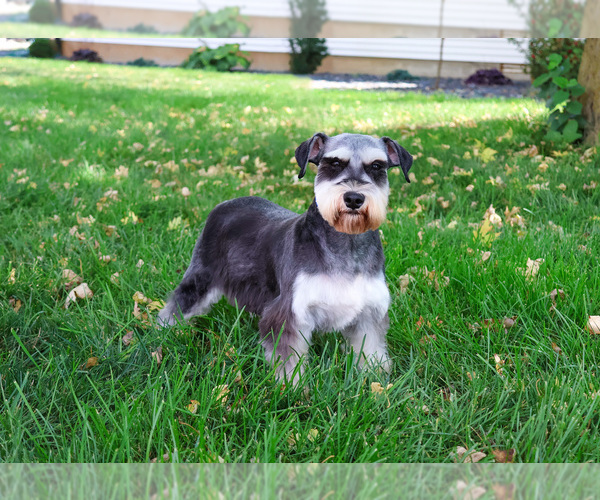 Medium Photo #1 Schnauzer (Miniature) Puppy For Sale in SYRACUSE, IN, USA