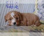 Small Cavapoo-Poodle (Miniature) Mix