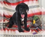 Small #8 Labrador Retriever