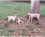 Small #2 Mutt