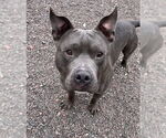 Small #5 Bulldog Mix