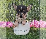 Small #31 Chihuahua