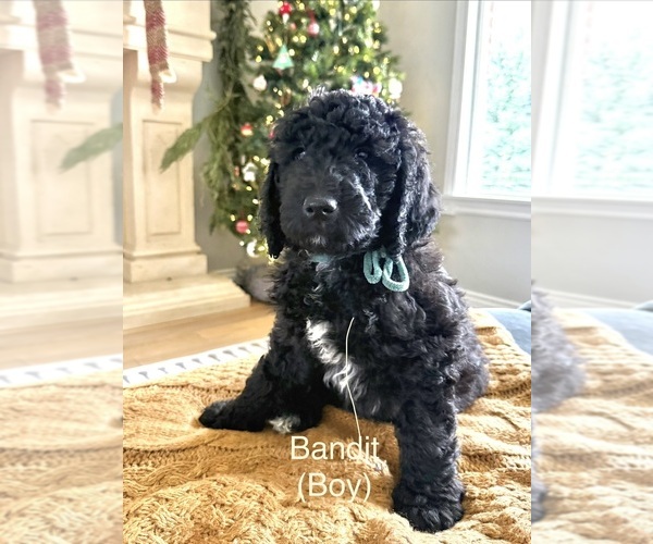 Medium Photo #7 Golden Mountain Doodle Puppy For Sale in HIGHLAND, UT, USA