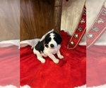 Small Photo #1 Bernedoodle-Poodle (Standard) Mix Puppy For Sale in DANVILLE, KY, USA